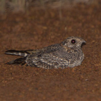 Standard-winged Nightjar